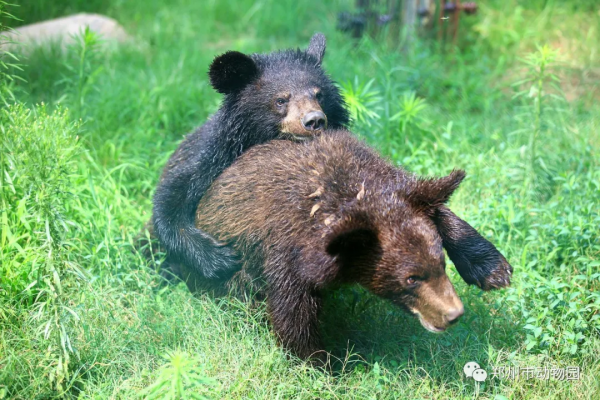 河南旅遊：熊熊界的“日月組合”，原來是它們