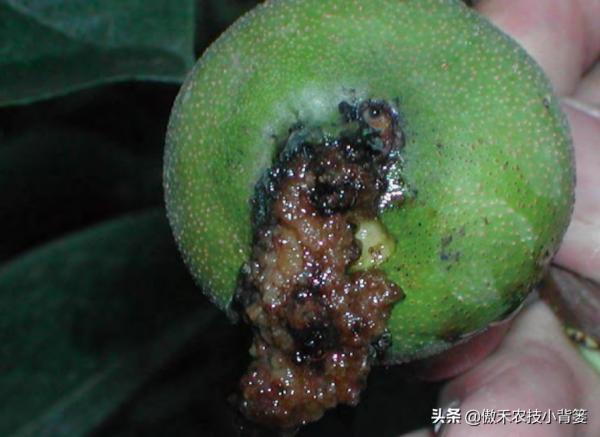 梨小食心蟲會造成爛果和枯梢，學會這些蟲害防治技巧很必要