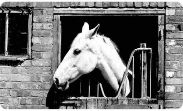 《西遊記》中的白龍馬最終去哪了？下場十分悽慘，惜嘆葬身何處