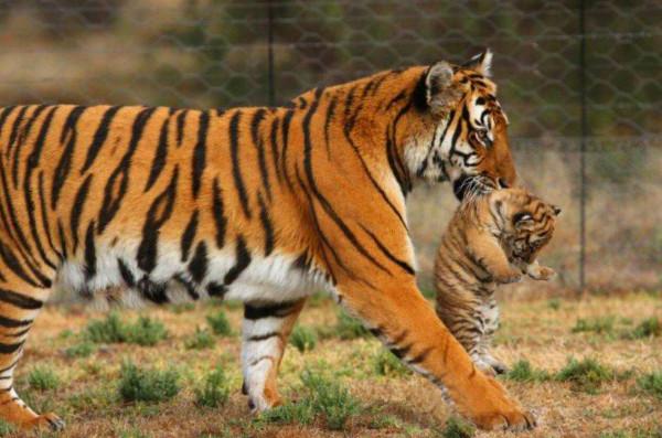 當年放養到非洲大草原的兩隻華南虎，它們後來怎麼樣了？