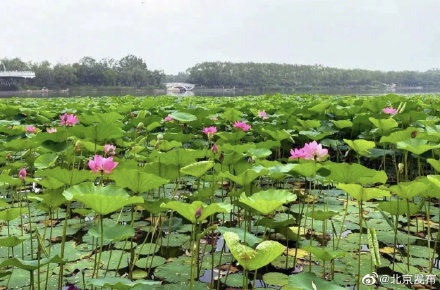 北京夏日你最想和誰一起賞荷 北京夏日你最想和誰一起賞荷