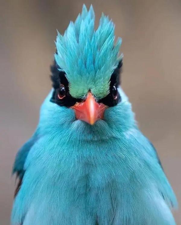 大自然中漂亮的“鳥兒”,日常生活中你見過幾種 大自然中漂亮的“鳥兒”,日常生活中你見過幾種