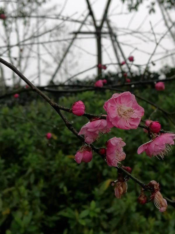 陸家新區中心公園賞梅
