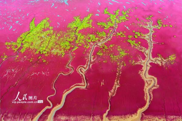 遼寧盤錦：美麗的紅海灘