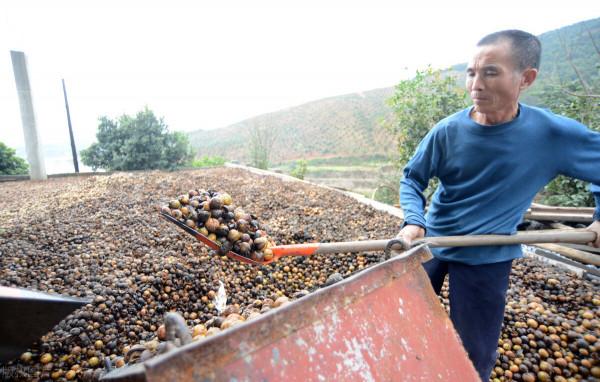 這種果子沒人偷,熟了榨油一斤上百元,為什麼種的人少? 這種果子沒人偷,熟了榨油一斤上百元,為什麼種的人少?