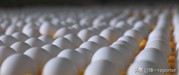 同樣養20萬隻蛋雞，他比別人多收入上百萬元，奧秘是啥？