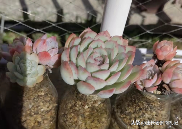 新玩法——用玻璃瓶養多肉,既方便打理又易於上色,陽臺黨的福音 新玩法——用玻璃瓶養多肉,既方便打理又易於上色,陽臺黨的福音