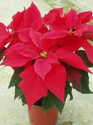 聖誕花有毒,小心別亂碰 聖誕花有毒,小心別亂碰