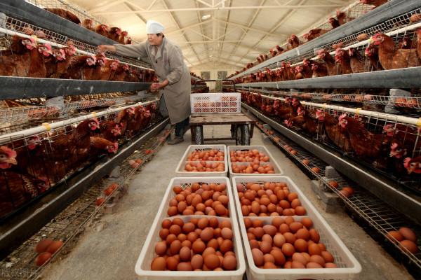 適合農村創業、有國家扶持的好專案!你想幹嗎? 適合農村創業、有國家扶持的好專案!你想幹嗎?