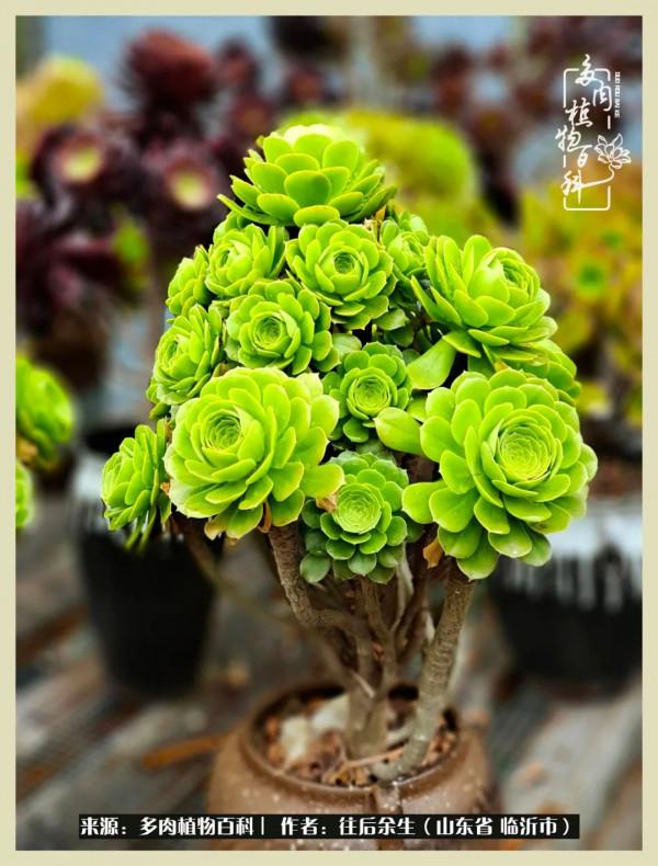 北方有多肉,絕世而獨立!一顧傾人城,再顧傾人國 北方有多肉,絕世而獨立!一顧傾人城,再顧傾人國