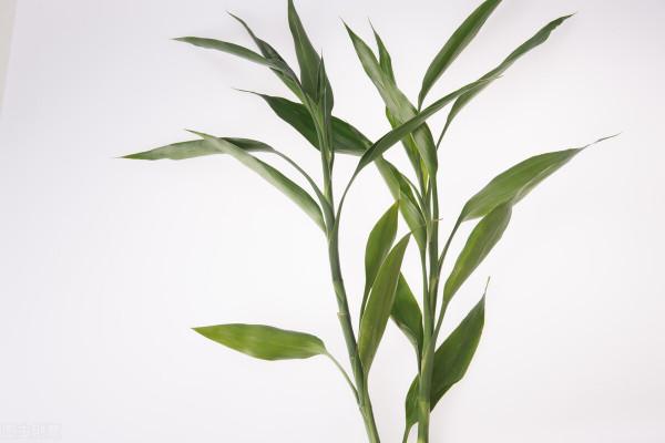 5種有“格調”的植物，養在家裡有氣質，一看就是有品位的人在養