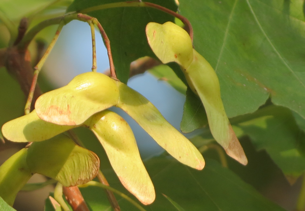 元寶楓籽油怎麼吃才有營養