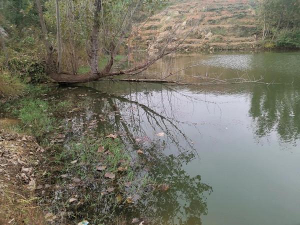 撿板栗不忘板鯽，入水口、倒樹旁真的是天然魚窩