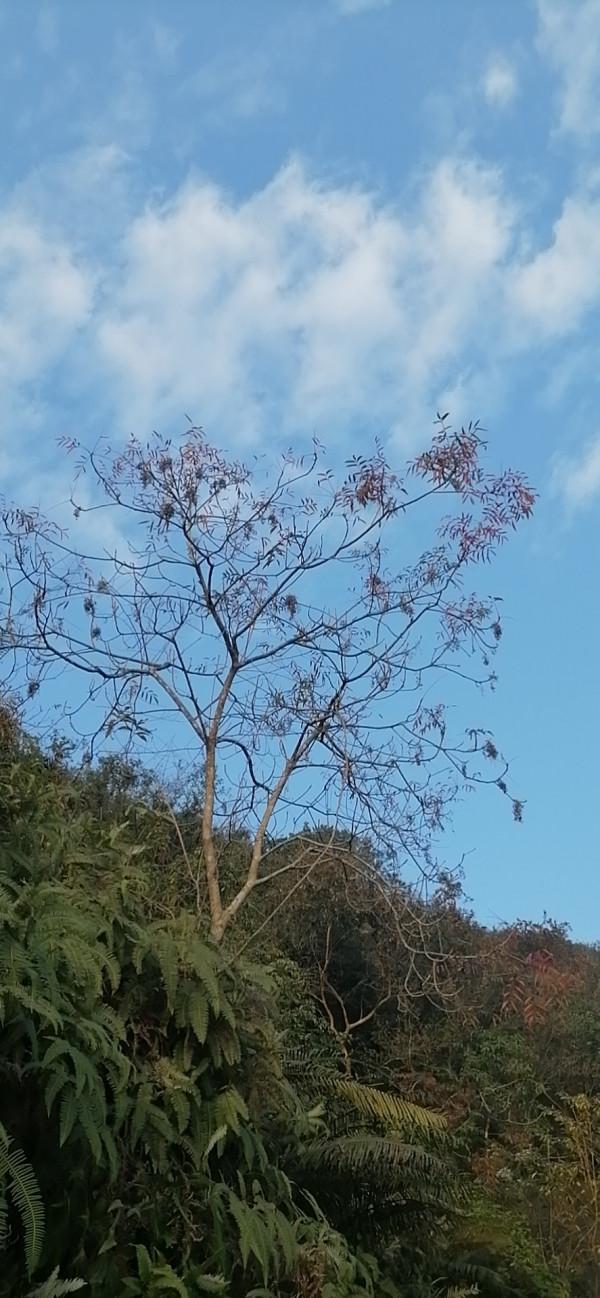 雲彩下的山城系列（九）