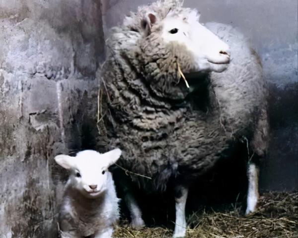 為什麼現在很少提“克隆”了?多莉的一生就是答案,太可憐了 為什麼現在很少提“克隆”了?多莉的一生就是答案,太可憐了