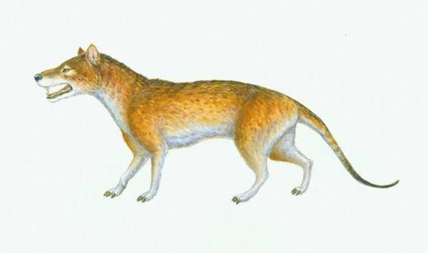 鯨居然長過腿 鯨居然長過腿