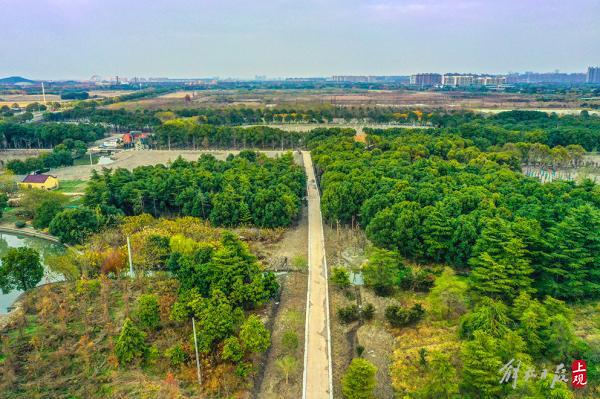 雪松成林，山茶綻放，百花港開放式休閒林地基本建成