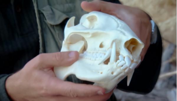 恐龍是如何滅絕的?看完真實的史前世界,我終於明白了 恐龍是如何滅絕的?看完真實的史前世界,我終於明白了