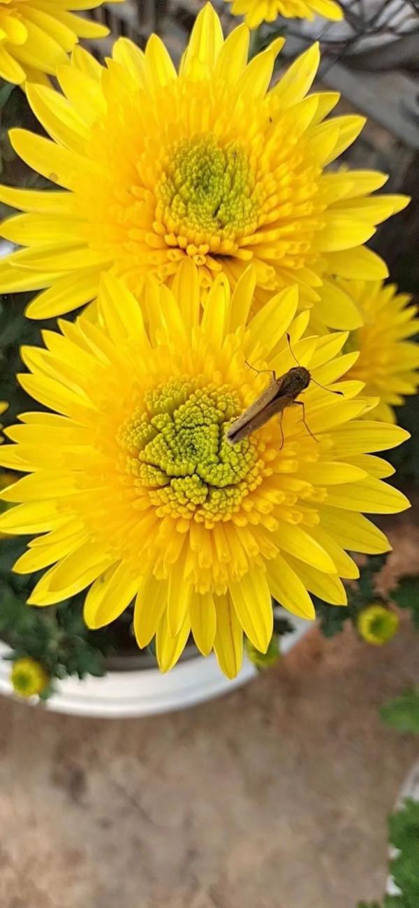 詩韻飛揚/龍定安 一組鷓鴣天綺詠 總為多情斷客腸，萬千愁字寄瀟湘