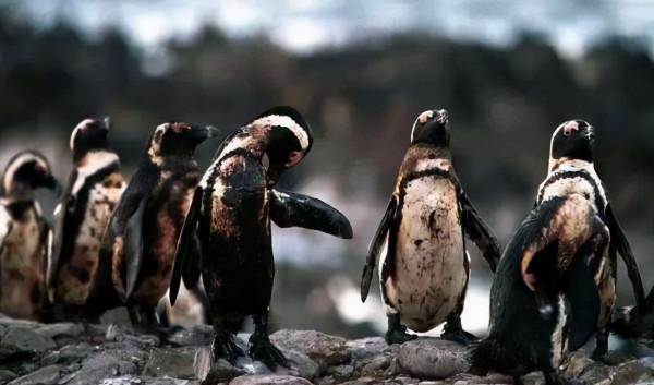 1公斤頭髮竟能吸8公斤油！湯加火山致石油洩漏，秘魯人排長龍捐發