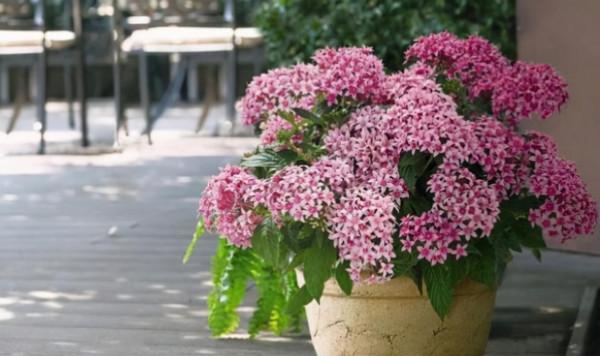 5種漂亮花卉，個個開成大花球，看見都想養