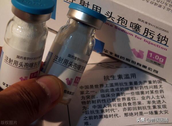 養豬常用的“頭孢”,五個“首選”、兩個“必須”,看看你知道嗎 養豬常用的“頭孢”,五個“首選”、兩個“必須”,看看你知道嗎