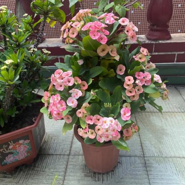 不能養在室內的五種花，別瞎往屋裡搬