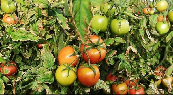 Alog｜“娜”一次援藏：從救命糧到“高極”菜，真香