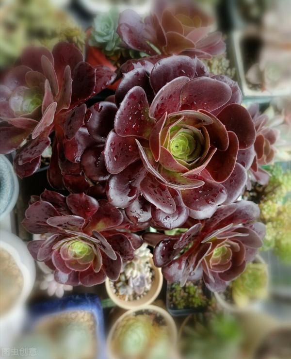 明明長得很好看，卻一身臭氣，這樣的多肉植物你愛嗎，我不愛了