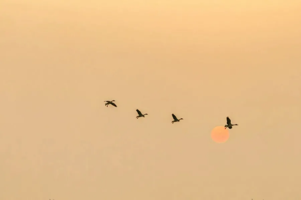 為什麼我們都愛大唐? 為什麼我們都愛大唐?