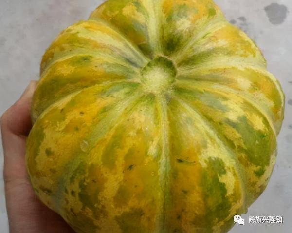 陪爺爺看瓜的日子，如今想起來是多麼美好