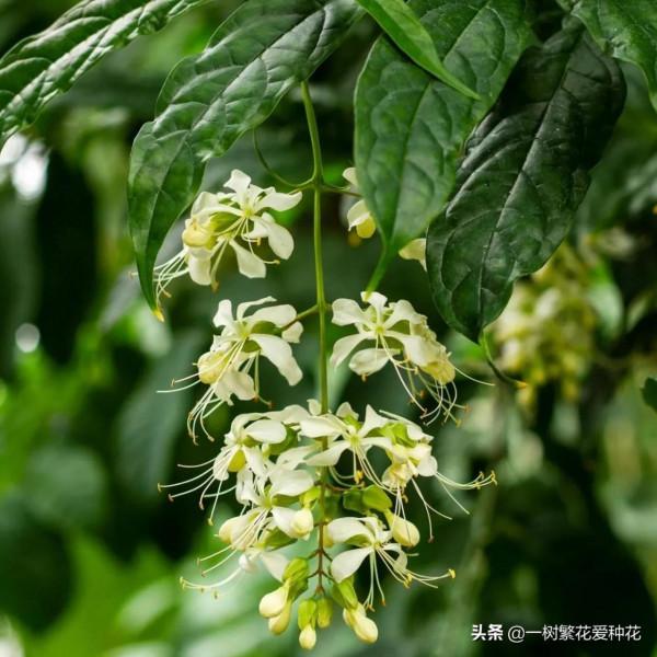 一年四季種啥花，推薦這56種花，詳細特點，讓你買到更適合自己的