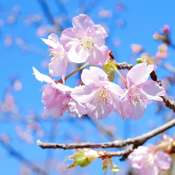 又是一年賞花季