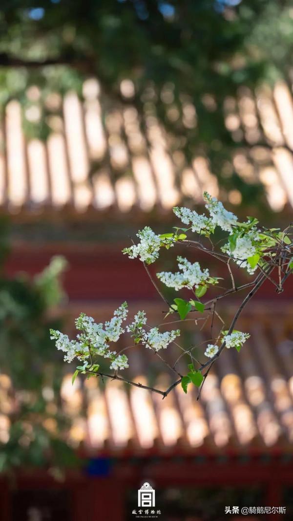 驚豔了時光，尋找故宮之美