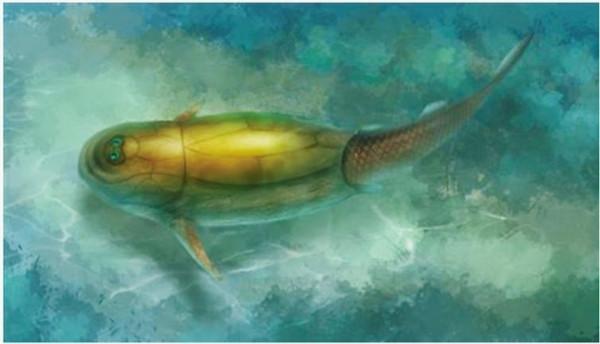 吳恙心中的生物多樣性丨龍華山米字魚