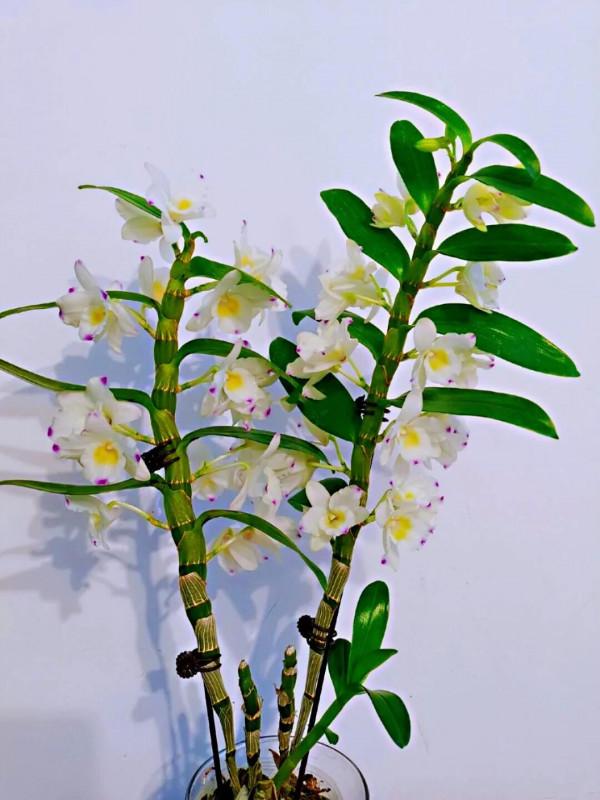 春石斛蘭花～花朵多彩，莖葉美麗；型態雍容華貴