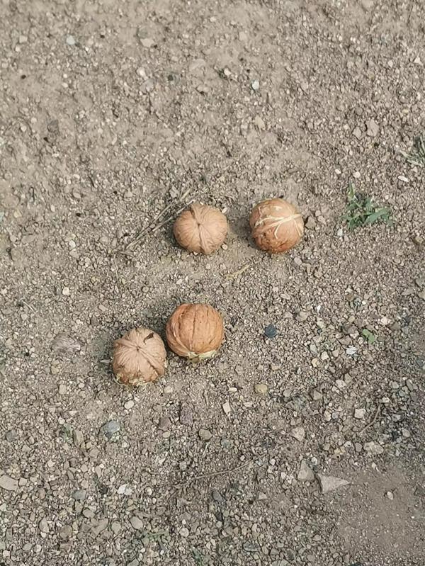 大自然的保護色