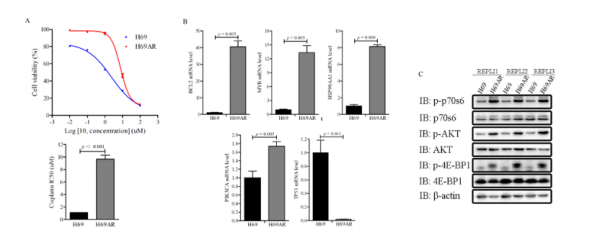 中國研究：PI3K/AKT通路的啟用是小細胞肺癌治療耐藥的潛在機制