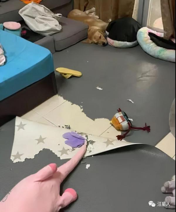 妹子養了一隻超萌的金毛寶寶,但幾個月後……怎麼變“哈士奇”了 妹子養了一隻超萌的金毛寶寶,但幾個月後……怎麼變“哈士奇”了