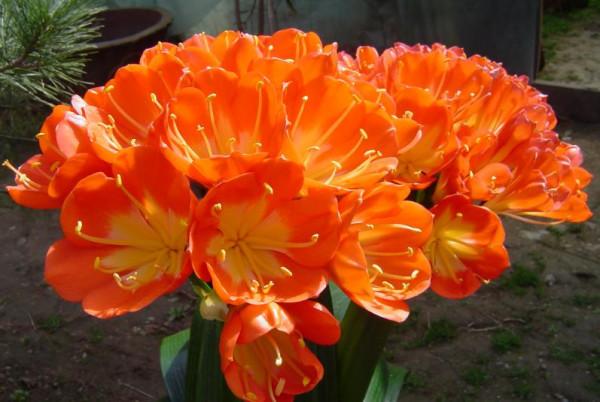 天冷後，需要“窮養”的六種花，水多易爛根，多曬愛生長