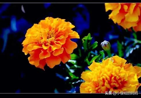 分享——孔雀草花