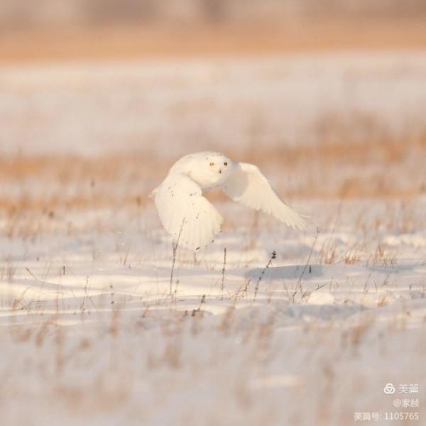 寒極精靈—雪鴞