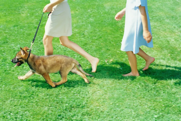 一口咬出兩種病！生活中這種常見的小蟲子不可大意