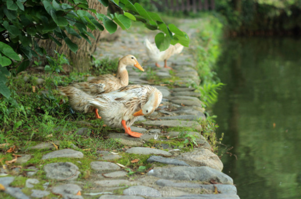 重陽節到，“三月三九月九，沒事別往河邊走”，為何不去河邊走？