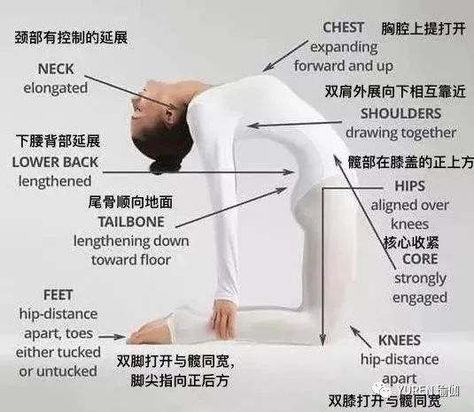 腰痠背痛…試試瑜伽「駱駝式」，讓你挺直腰板做人