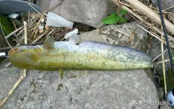 釣魚人公認最好吃的十種淡水魚，黃河鯉魚上榜，四大家魚遭人嫌棄
