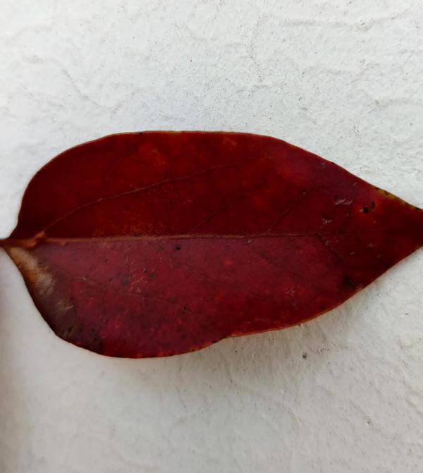 情有所寄，生而可依