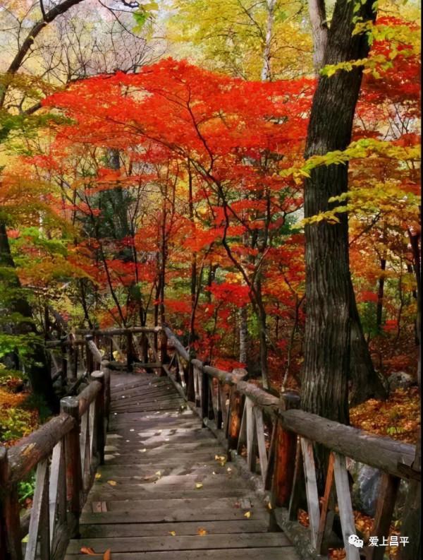 氣溫驟降,昌平這6個賞紅葉地即將登場,提前收藏 氣溫驟降,昌平這6個賞紅葉地即將登場,提前收藏