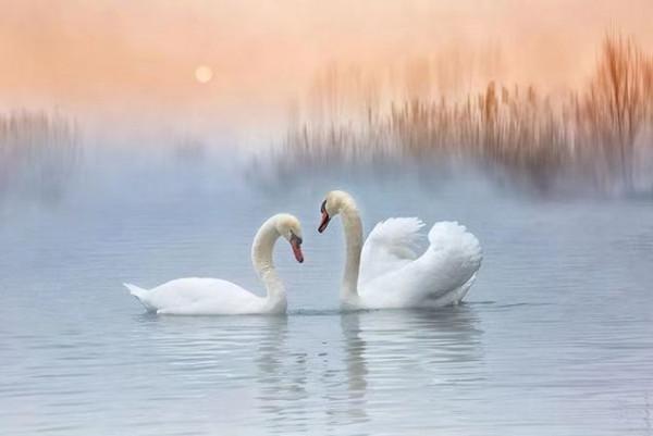 快來圍觀，愛與和平的守護者，情人節出來秀恩愛啦