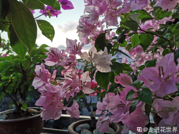 三角梅剪 一剪,搬出去曬曬,呼呼爆花 三角梅剪 一剪,搬出去曬曬,呼呼爆花